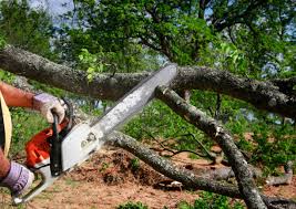 Best Tree Removal  in Scottdale, GA